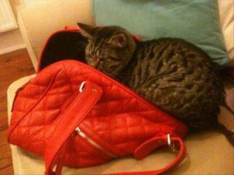 Cats_Got to_Love_them_1