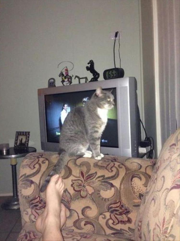 Cats_Got to_Love_them_10