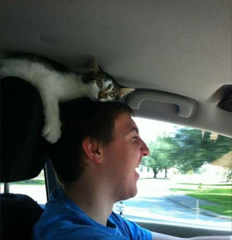 Cats_Got to_Love_them_11