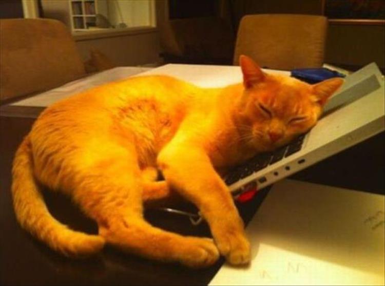 Cats_Got to_Love_them_12