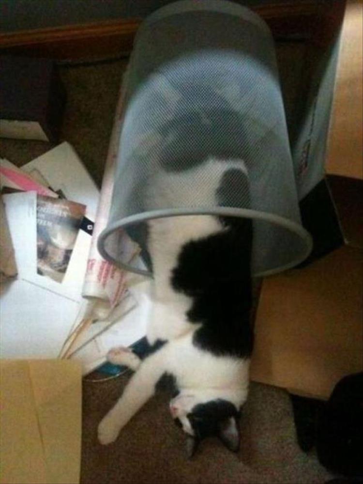 Cats_Got to_Love_them_13