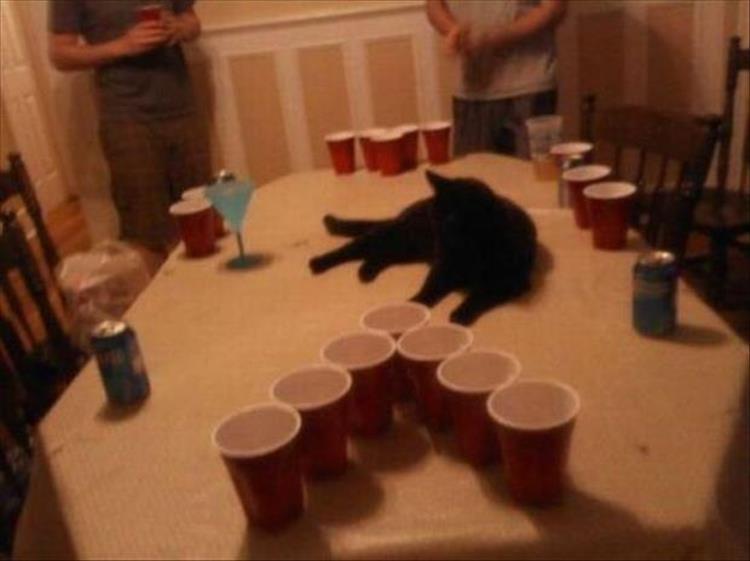 Cats_Got to_Love_them_14