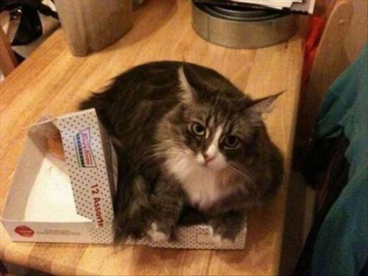 Cats_Got to_Love_them_15