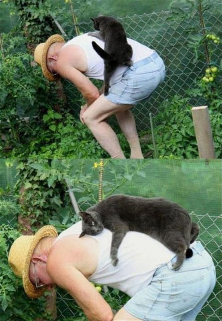 Cats_Got to_Love_them_18