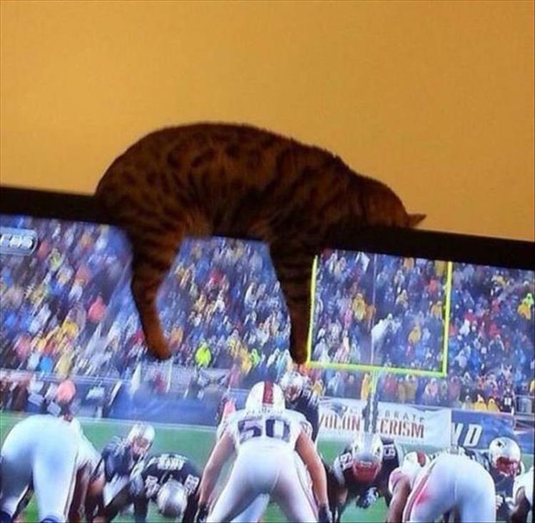 Cats_Got to_Love_them_19
