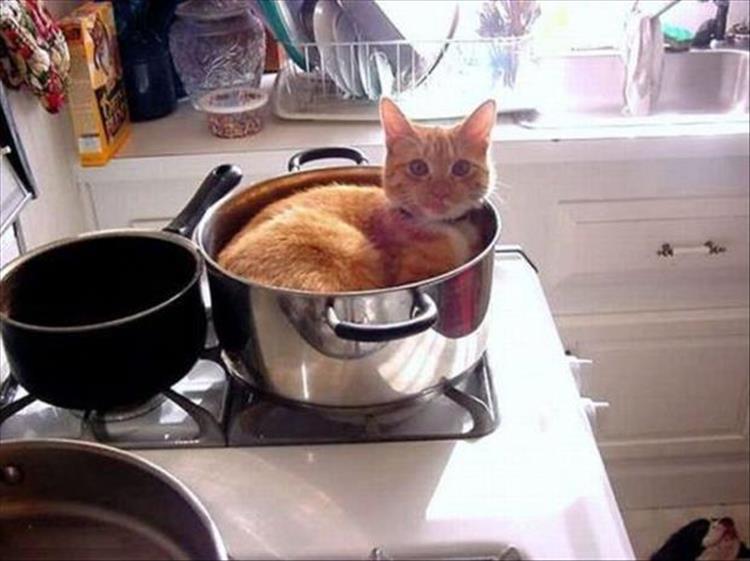 Cats_Got to_Love_them_2