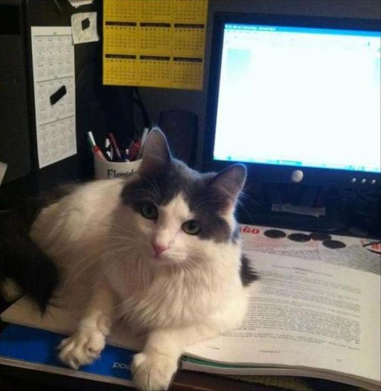 Cats_Got to_Love_them_20