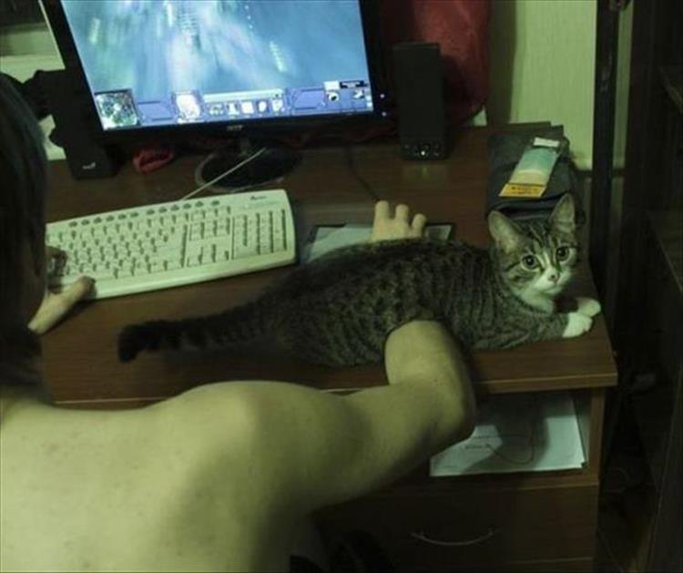 Cats_Got to_Love_them_21