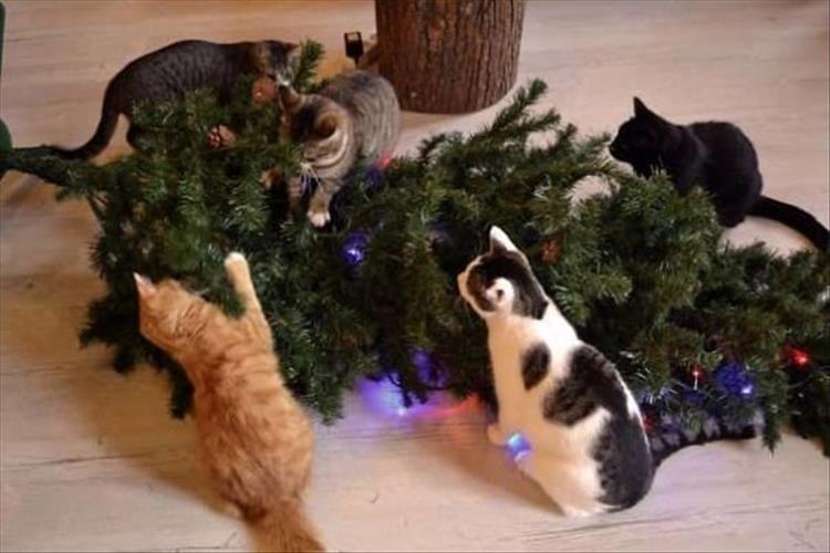 Cats_Got to_Love_them_23