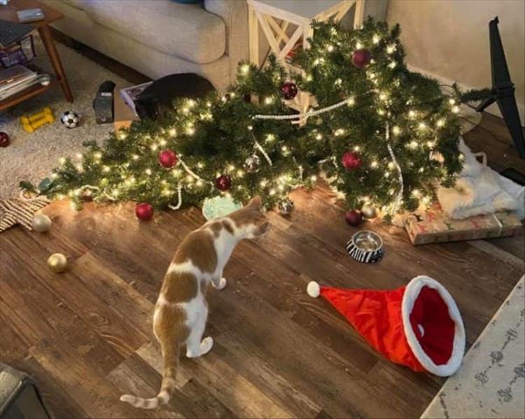 Cats_Got to_Love_them_24
