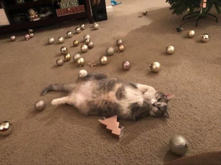 Cats_Got to_Love_them_25