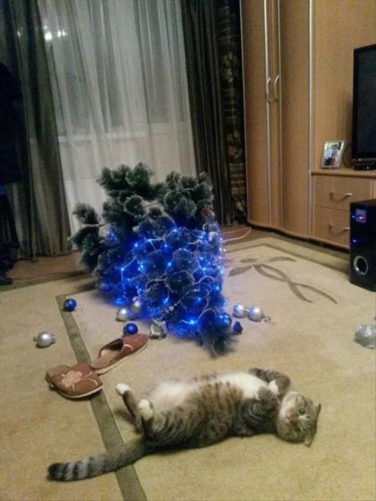 Cats_Got to_Love_them_26