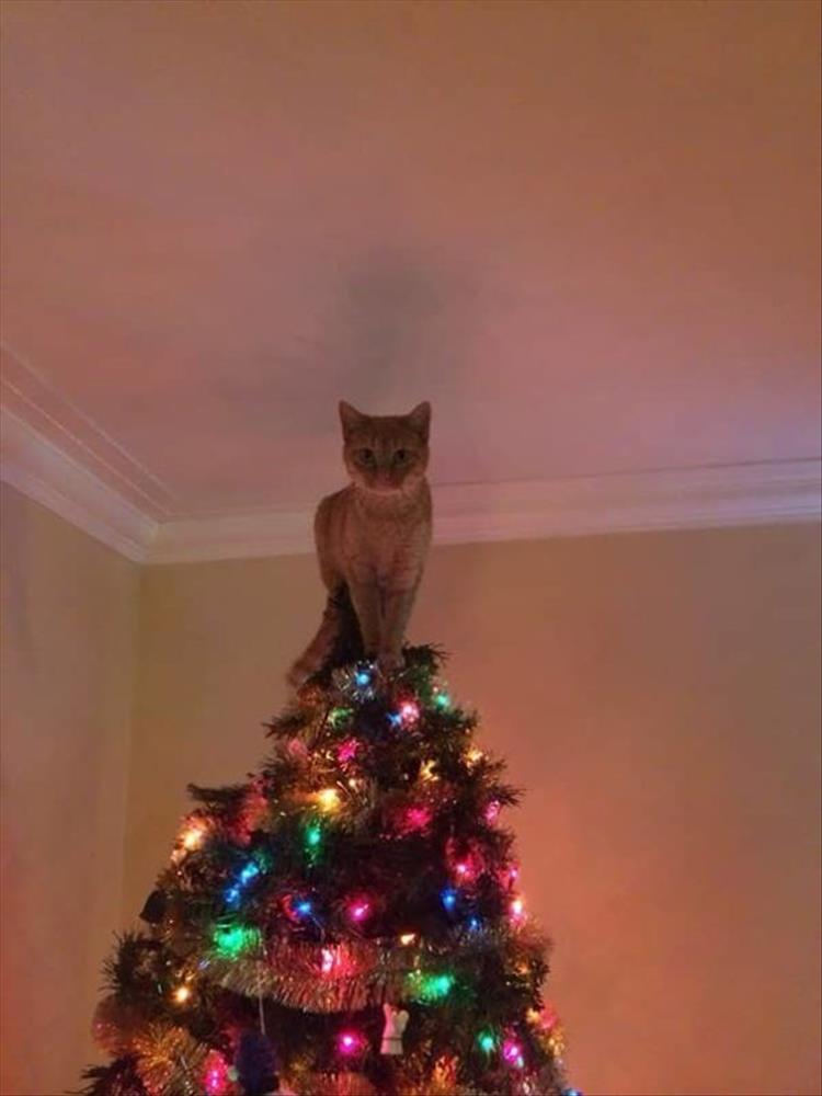 Cats_Got to_Love_them_27