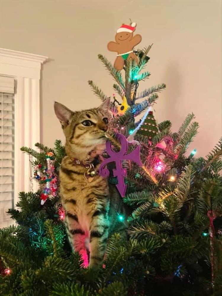 Cats_Got to_Love_them_29