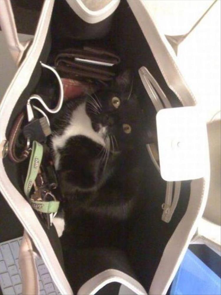 Cats_Got to_Love_them_3