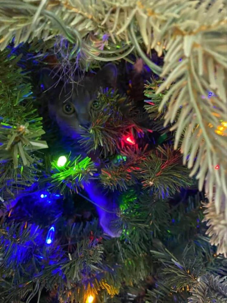 Cats_Got to_Love_them_35