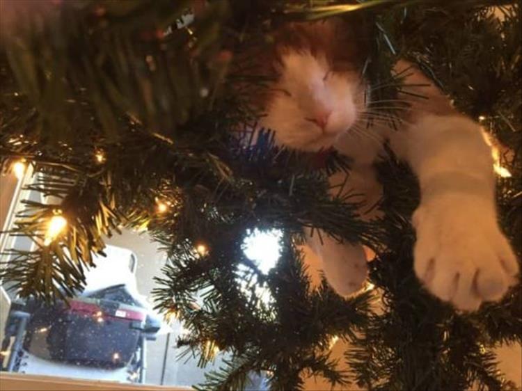 Cats_Got to_Love_them_37