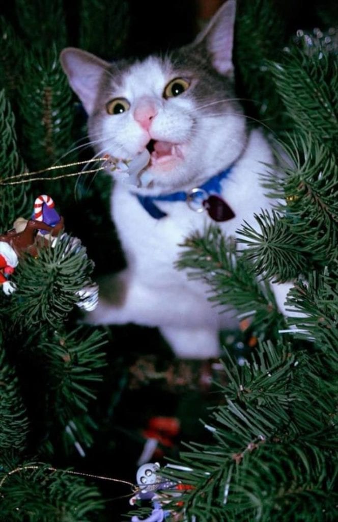 Cats_Got to_Love_them_38
