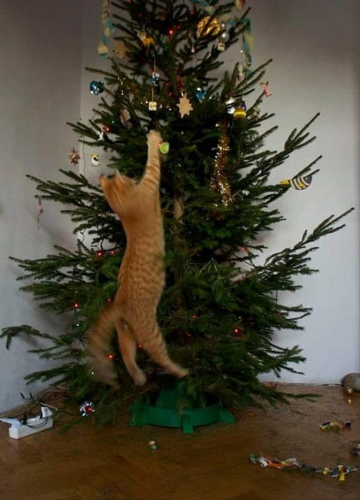 Cats_Got to_Love_them_39