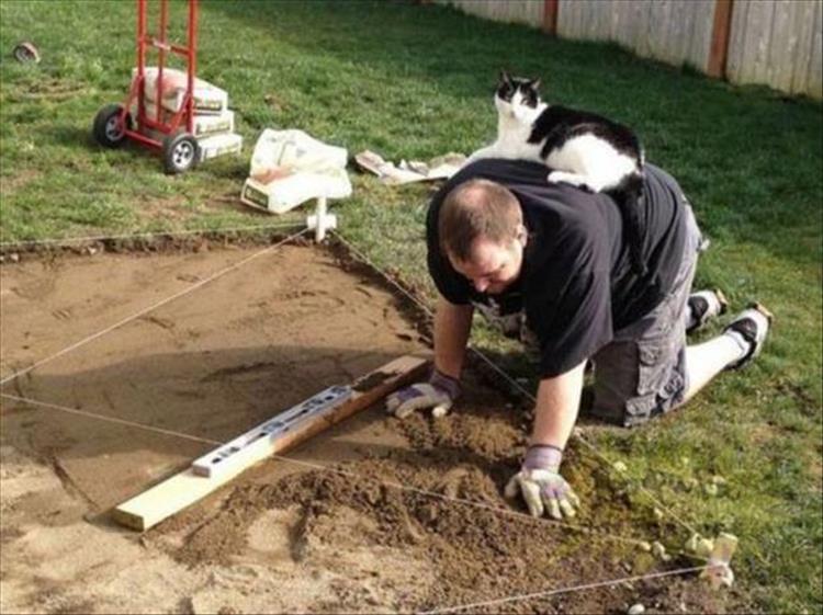 Cats_Got to_Love_them_4