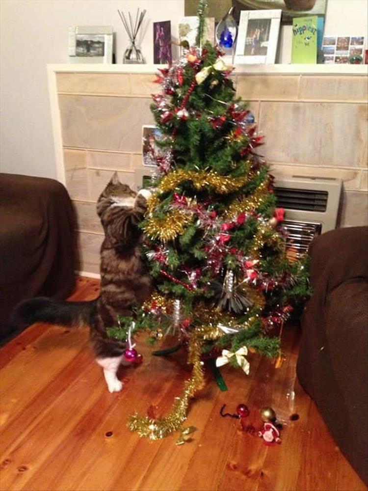 Cats_Got to_Love_them_40