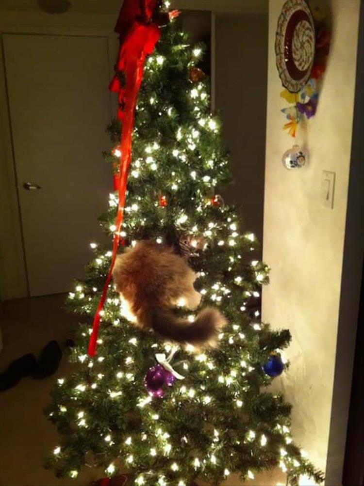 Cats_Got to_Love_them_41
