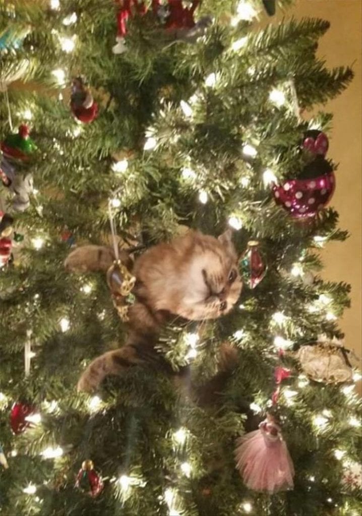 Cats_Got to_Love_them_42