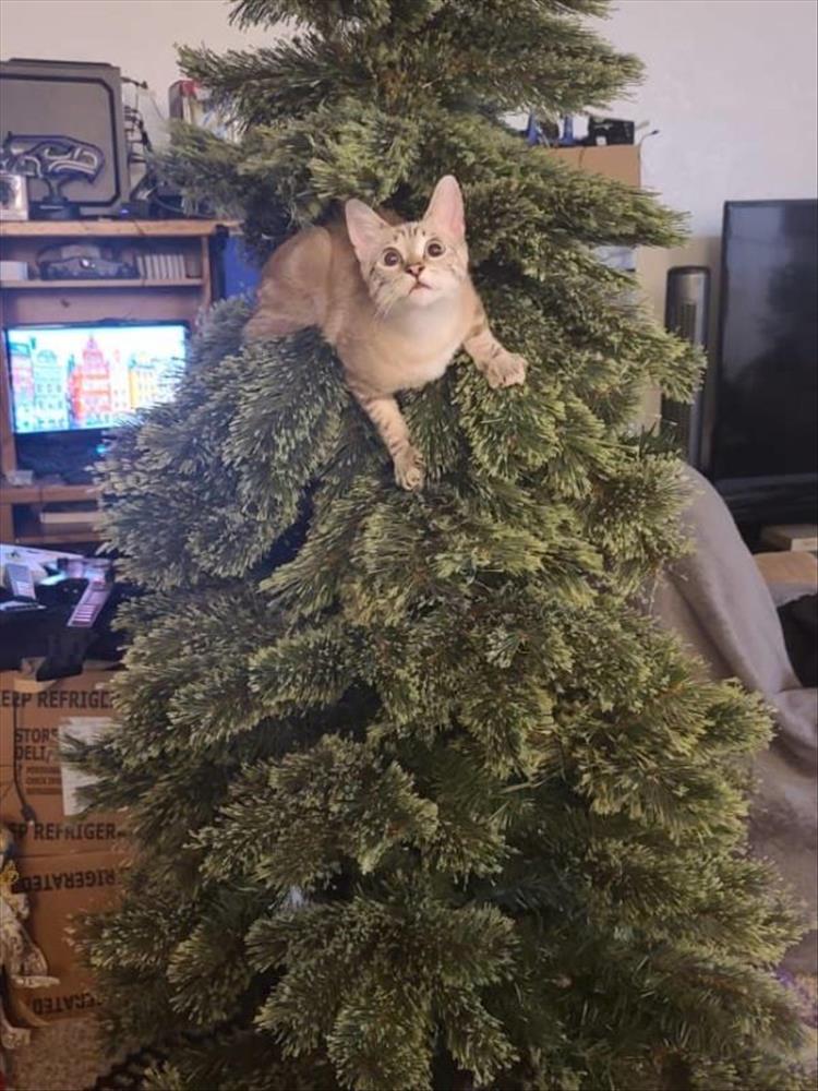 Cats_Got to_Love_them_49