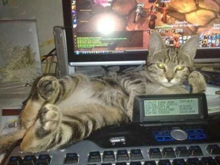 Cats_Got to_Love_them_5