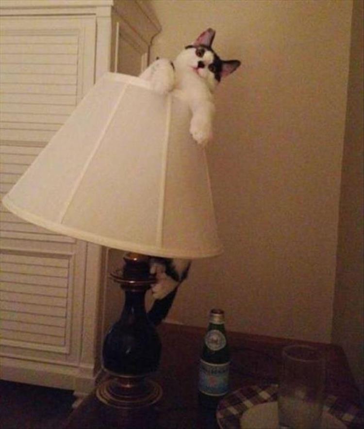 Cats_Got to_Love_them_6