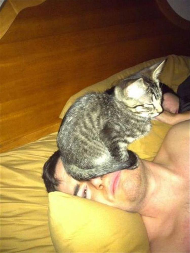 Cats_Got to_Love_them_7