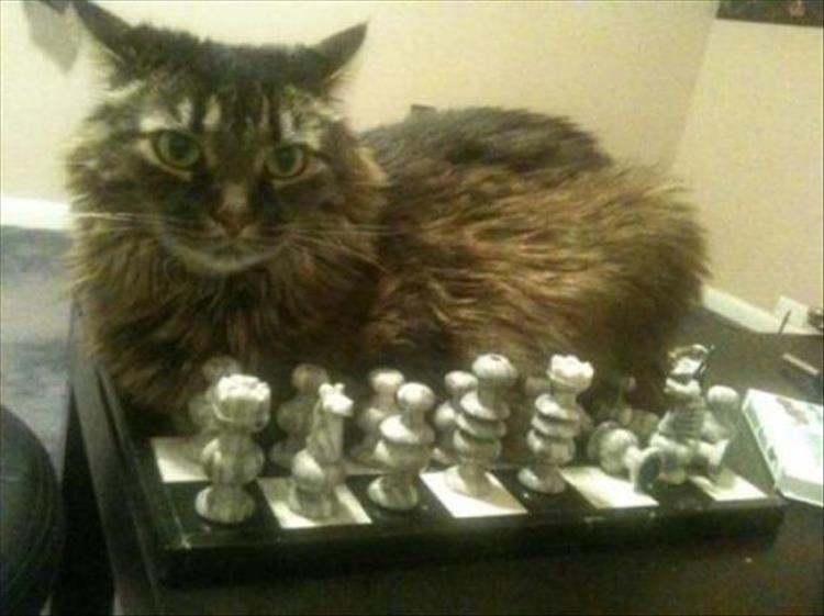 Cats_Got to_Love_them_9